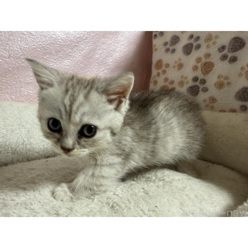 販売中の神奈川県のミヌエット-133653の2枚目