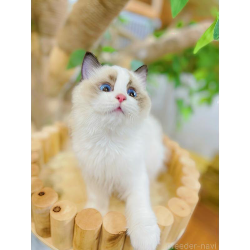 販売中の東京都のラグドール-133649の8枚目