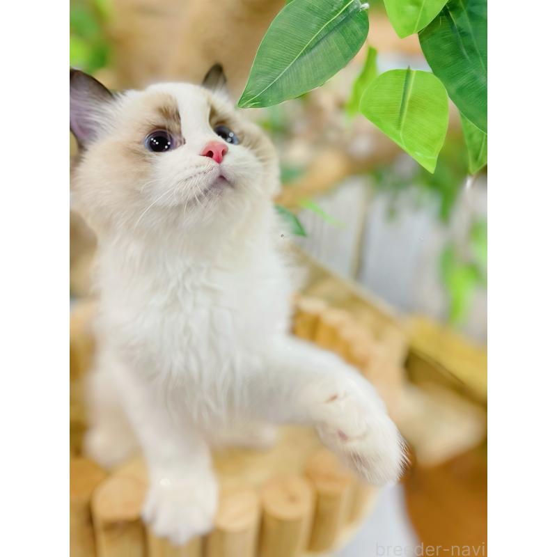 販売中の東京都のラグドール-133649の7枚目