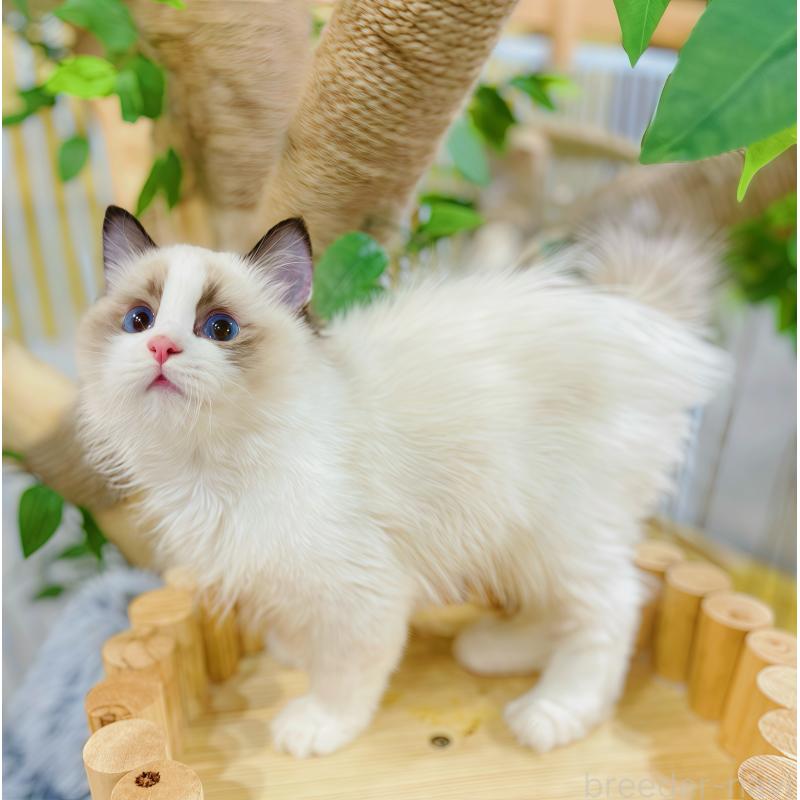 販売中の東京都のラグドール-133649の6枚目