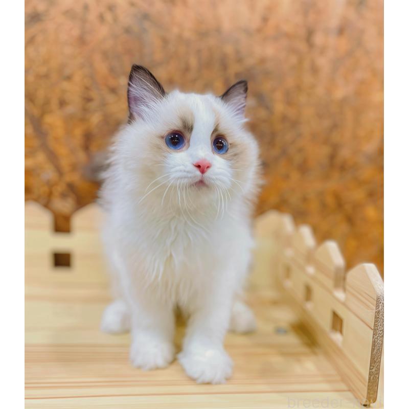 販売中の東京都のラグドール-133649の5枚目