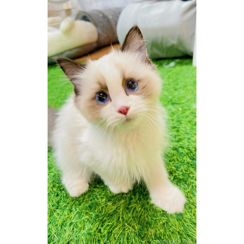 販売中の東京都のラグドール-133649の4枚目