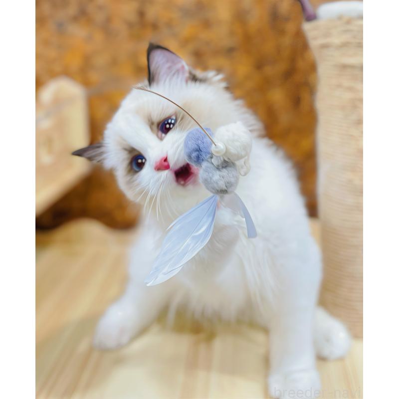 販売中の東京都のラグドール-133649の3枚目