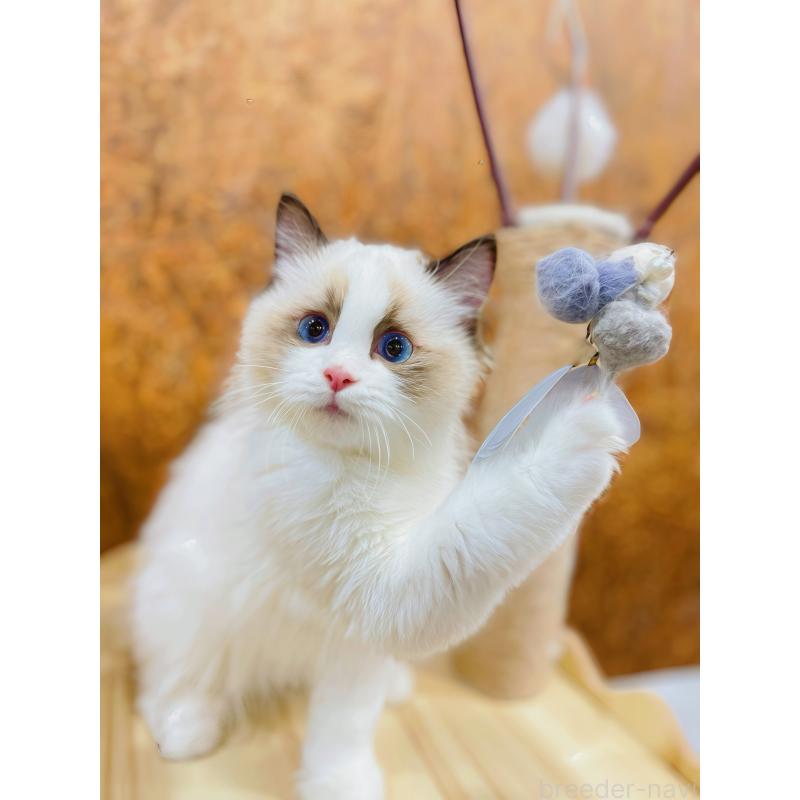 販売中の東京都のラグドール-133649の2枚目