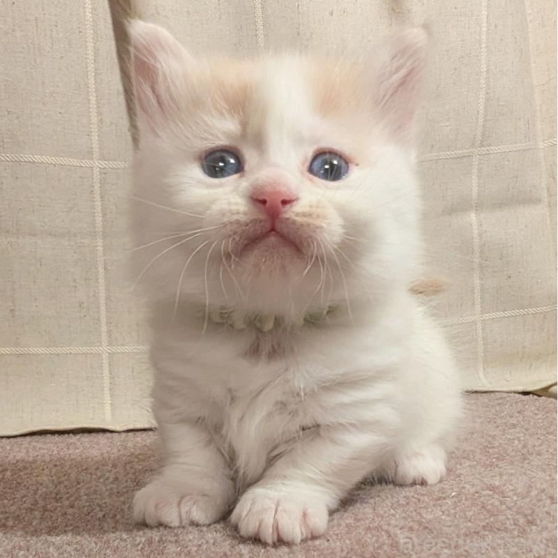 販売中の栃木県のマンチカン(短足)-133654の1枚目