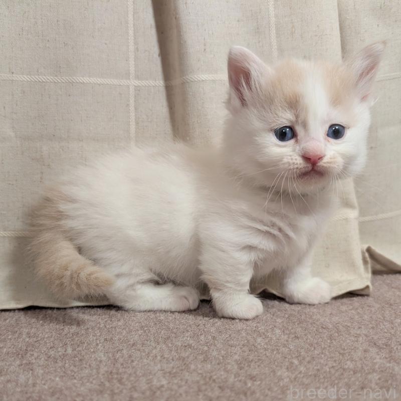 販売中の栃木県のマンチカン(短足)-133654の3枚目