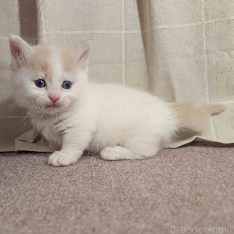 販売中の栃木県のマンチカン(短足)-133654の2枚目