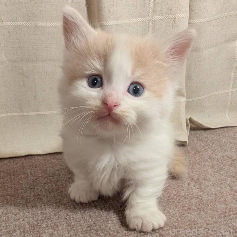 販売中の栃木県のマンチカン(短足)-133655の1枚目