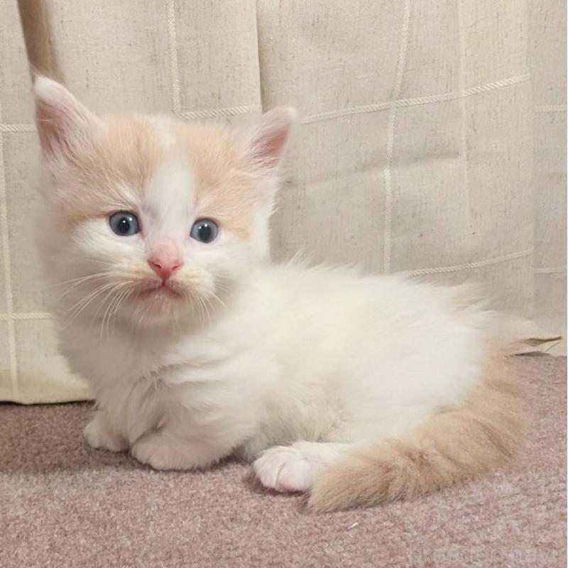 販売中の栃木県のマンチカン(短足)-133655の3枚目