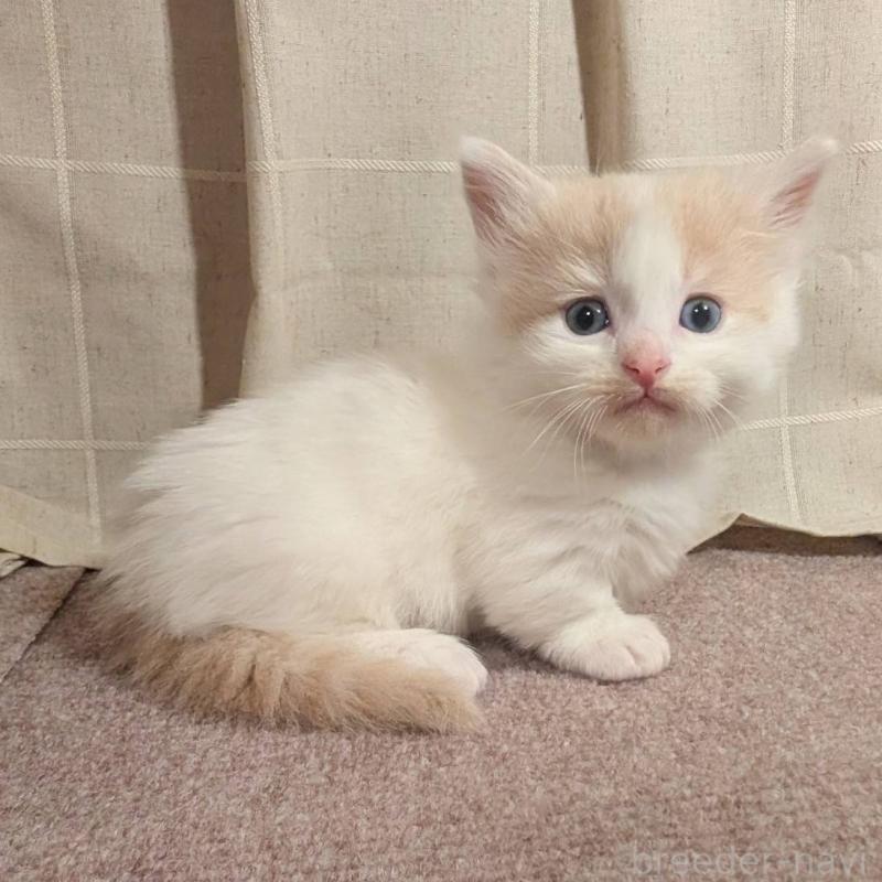 販売中の栃木県のマンチカン(短足)-133655の2枚目