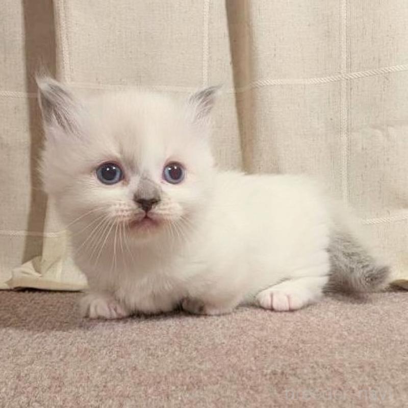 販売中の栃木県のマンチカン(短足)-133656の1枚目