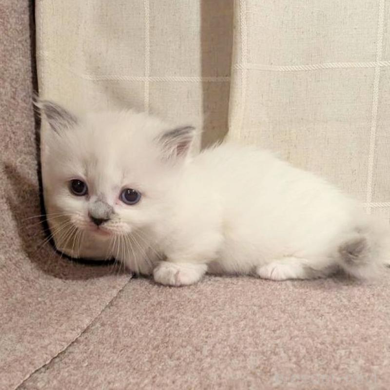 販売中の栃木県のマンチカン(短足)-133656の3枚目