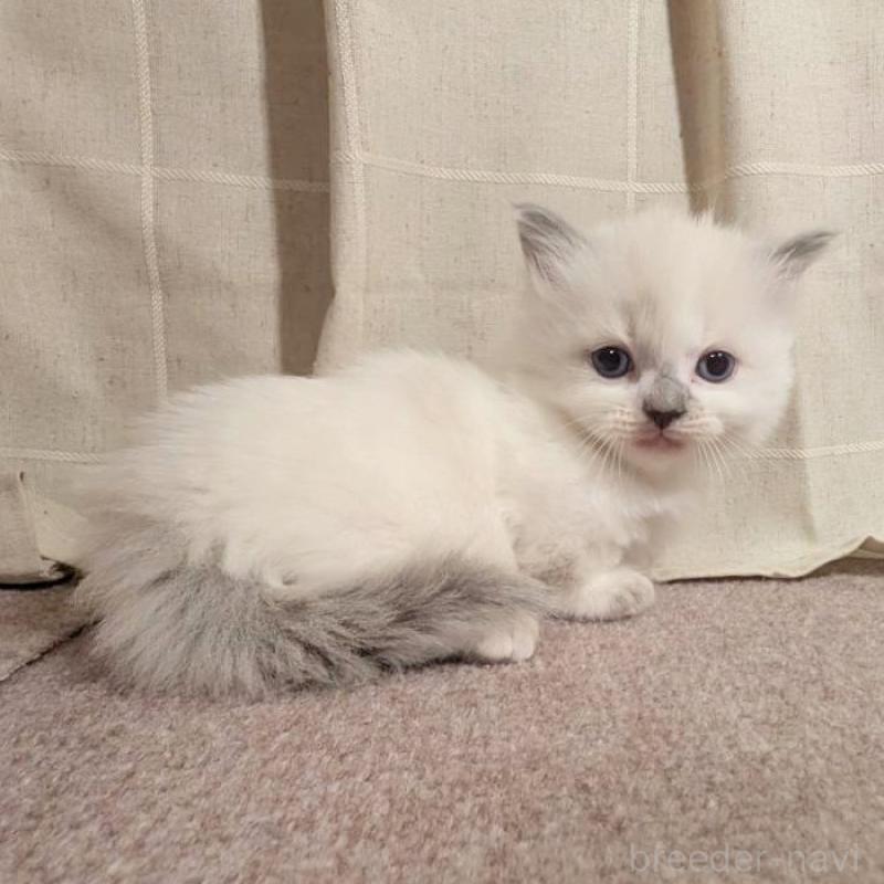 販売中の栃木県のマンチカン(短足)-133656の2枚目