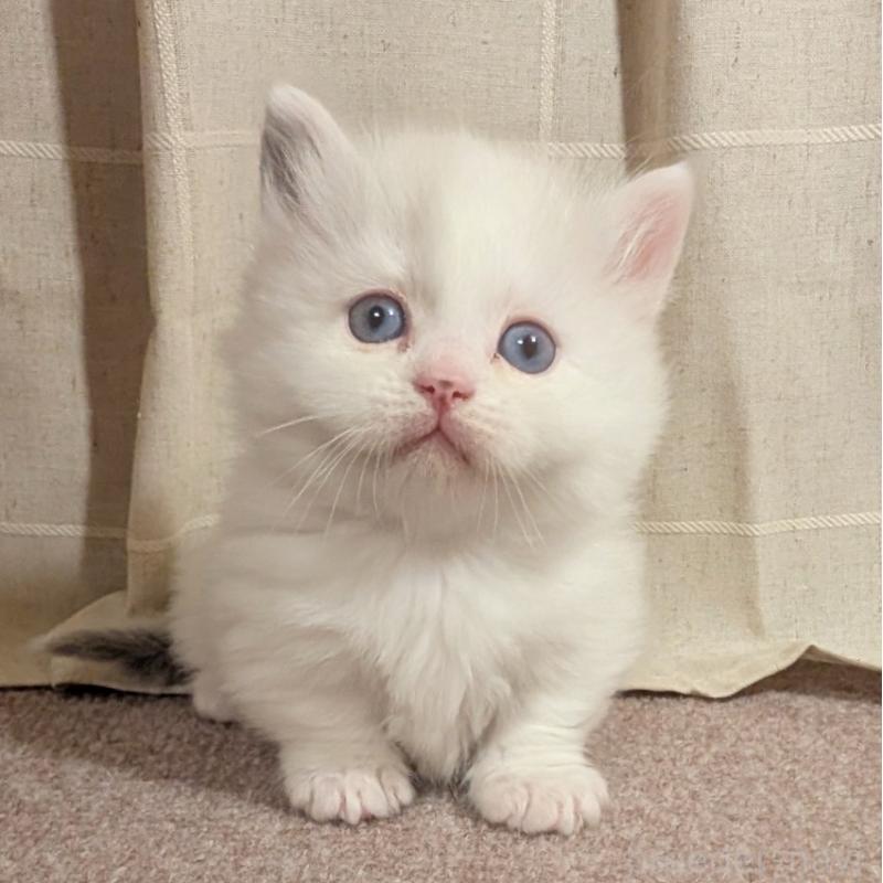 販売中の栃木県のマンチカン(短足)-133657の1枚目