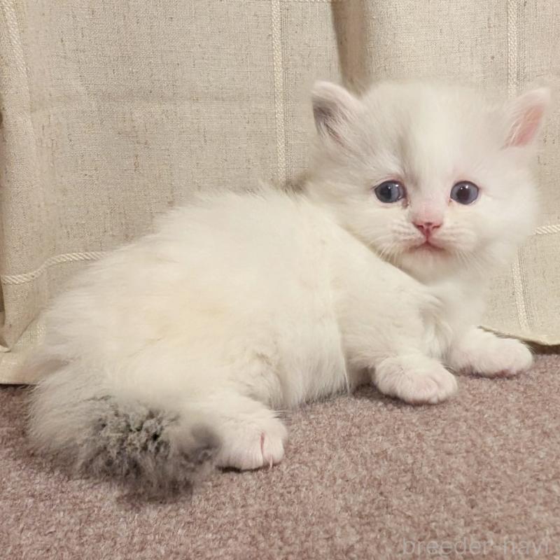 販売中の栃木県のマンチカン(短足)-133657の3枚目