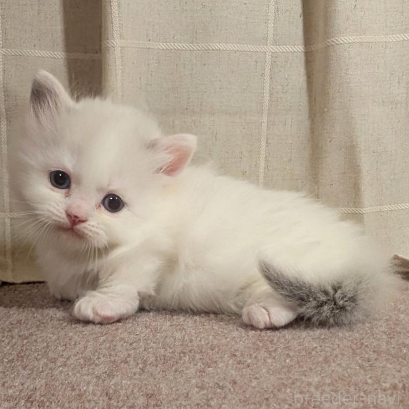 販売中の栃木県のマンチカン(短足)-133657の2枚目