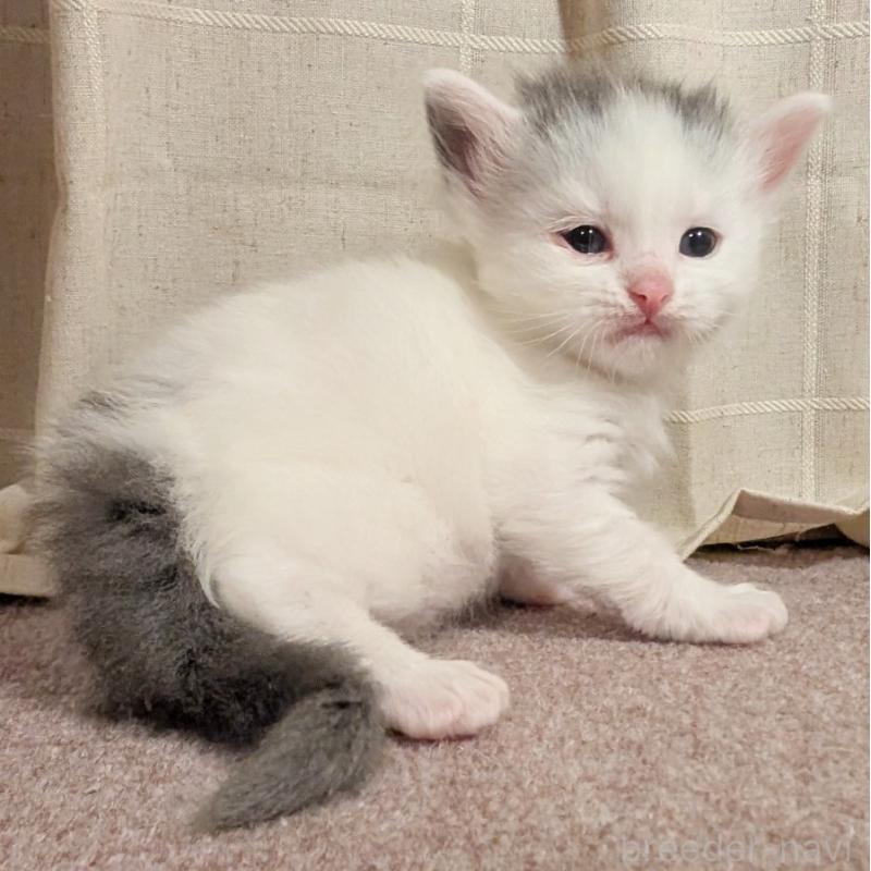 販売中の栃木県のマンチカン-133658の1枚目