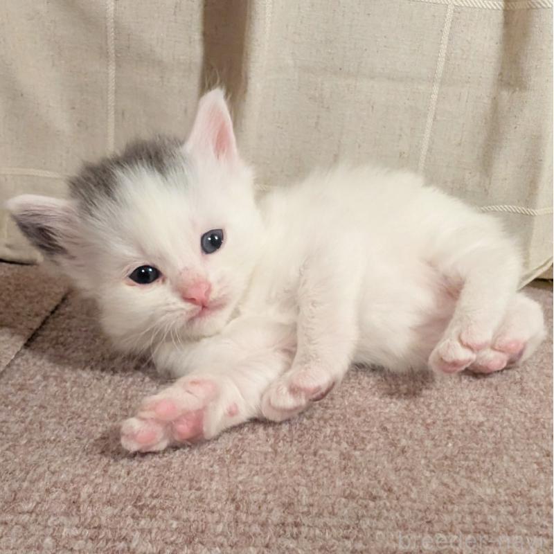 販売中の栃木県のマンチカン-133658の3枚目