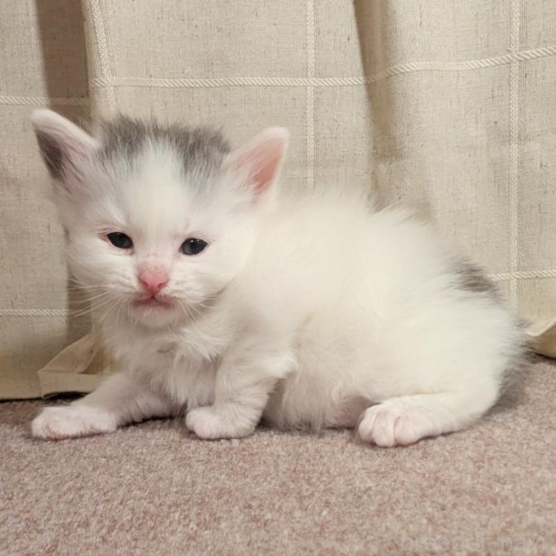 販売中の栃木県のマンチカン-133658の2枚目