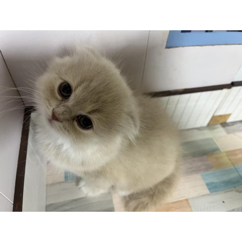 販売中の愛知県のスコティッシュフォールド-133604の11枚目