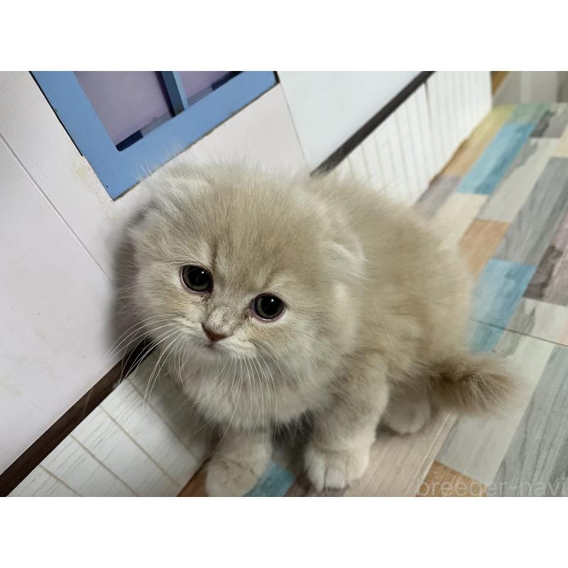 販売中の愛知県のスコティッシュフォールド-133604の10枚目