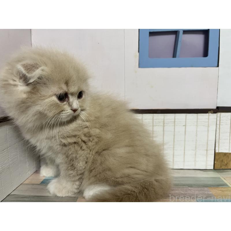 販売中の愛知県のスコティッシュフォールド-133604の9枚目