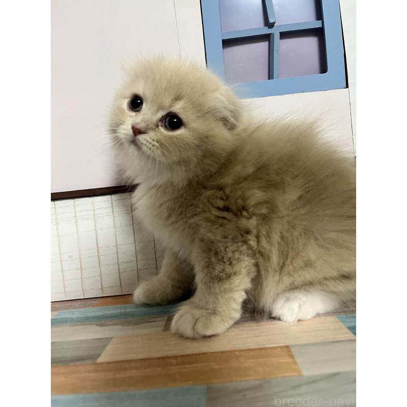 販売中の愛知県のスコティッシュフォールド-133604の8枚目