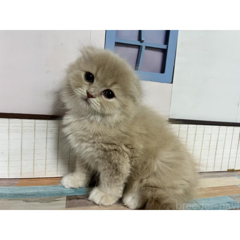 販売中の愛知県のスコティッシュフォールド-133604の7枚目