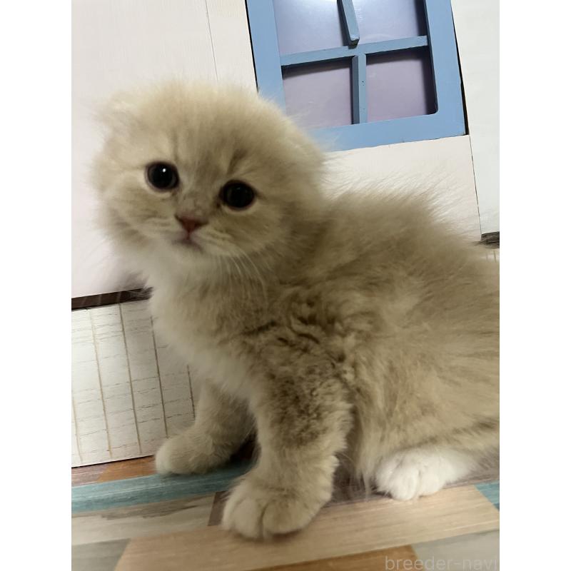 販売中の愛知県のスコティッシュフォールド-133604の6枚目