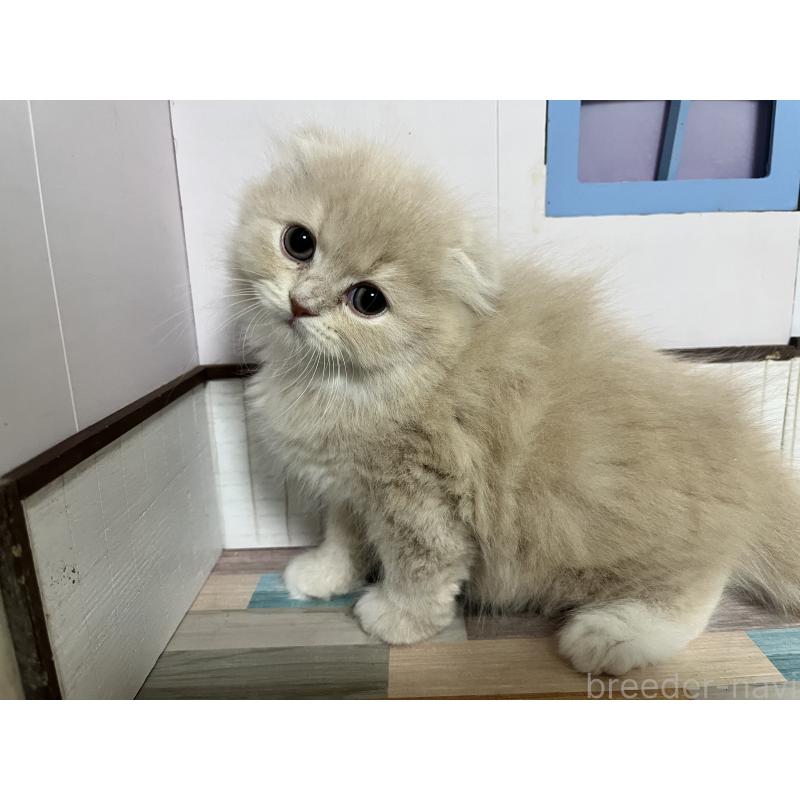 販売中の愛知県のスコティッシュフォールド-133604の5枚目