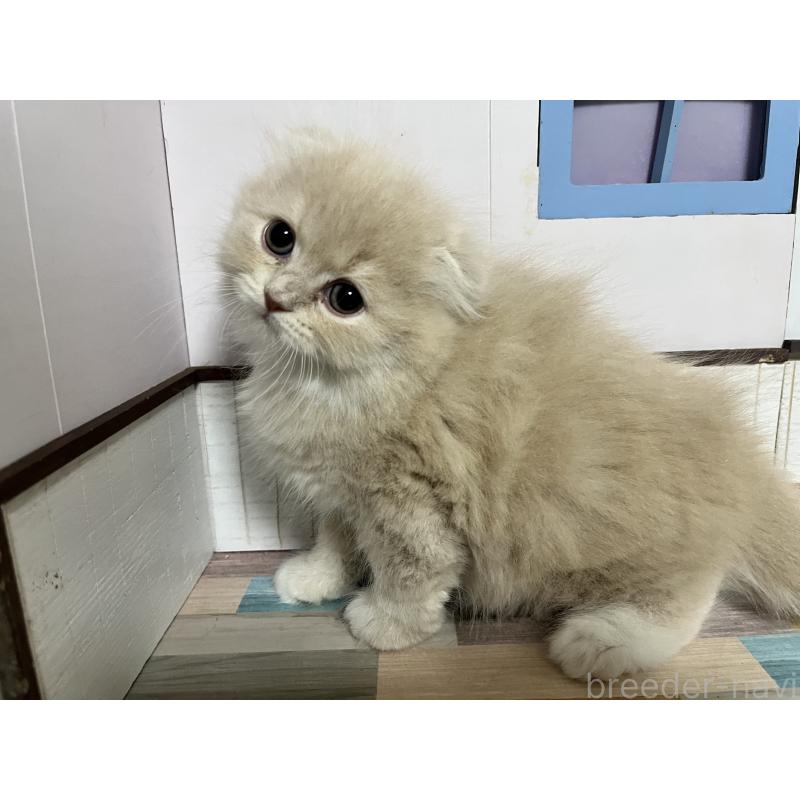 販売中の愛知県のスコティッシュフォールド-133604の4枚目