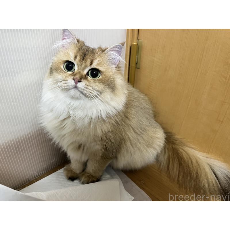 販売中の愛知県のスコティッシュフォールド-133604の3枚目