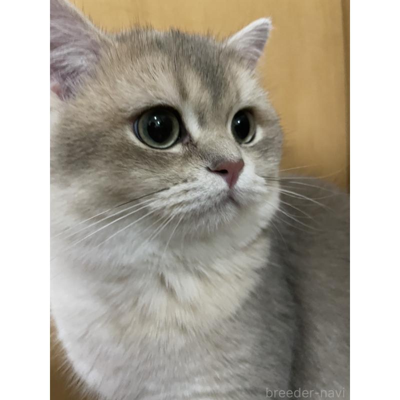 販売中の愛知県のスコティッシュフォールド-133604の2枚目