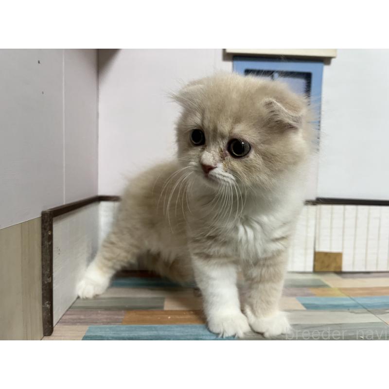 販売中の愛知県のスコティッシュフォールド-133605の8枚目