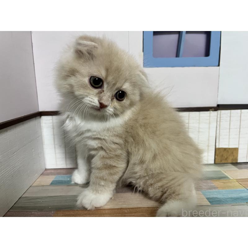 販売中の愛知県のスコティッシュフォールド-133605の7枚目