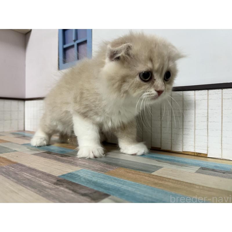 販売中の愛知県のスコティッシュフォールド-133605の6枚目