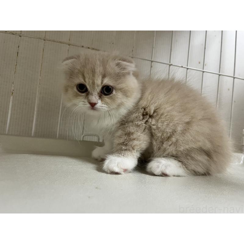 販売中の愛知県のスコティッシュフォールド-133605の5枚目