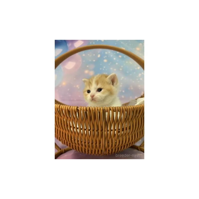 販売中の大阪府のスコティッシュフォールド-133606の6枚目