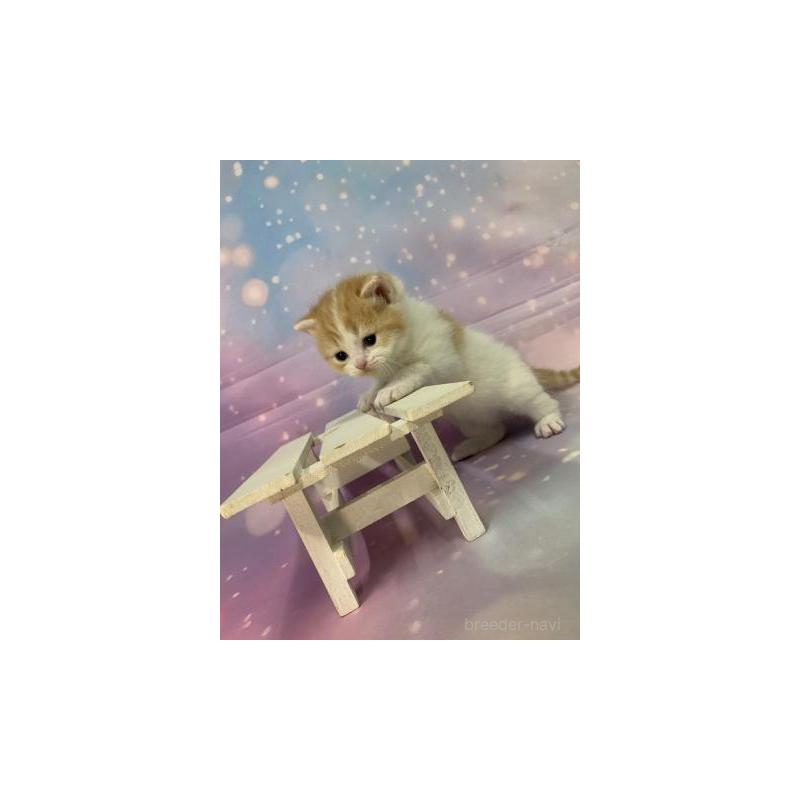 販売中の大阪府のスコティッシュフォールド-133606の4枚目