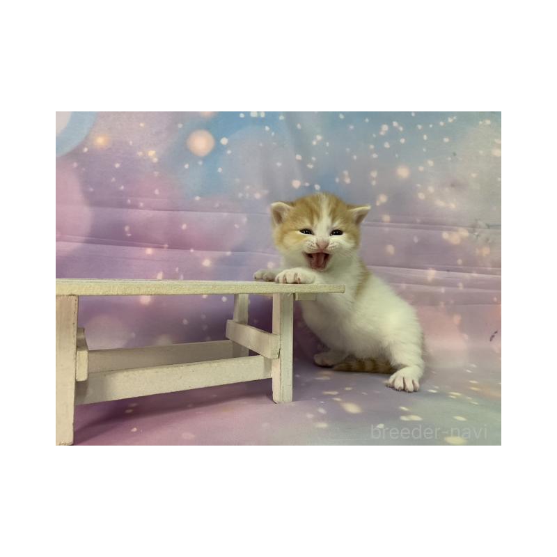 販売中の大阪府のスコティッシュフォールド-133606の5枚目