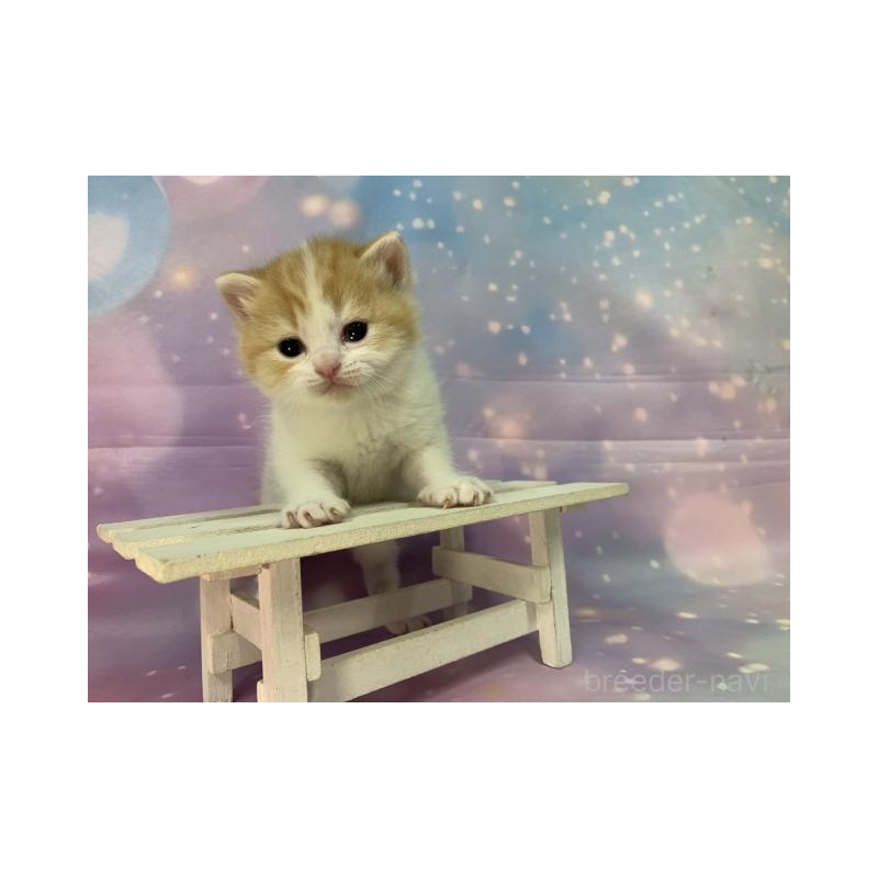 販売中の大阪府のスコティッシュフォールド-133606の3枚目