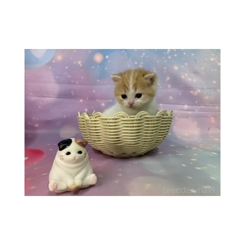 販売中の大阪府のスコティッシュフォールド-133606の2枚目