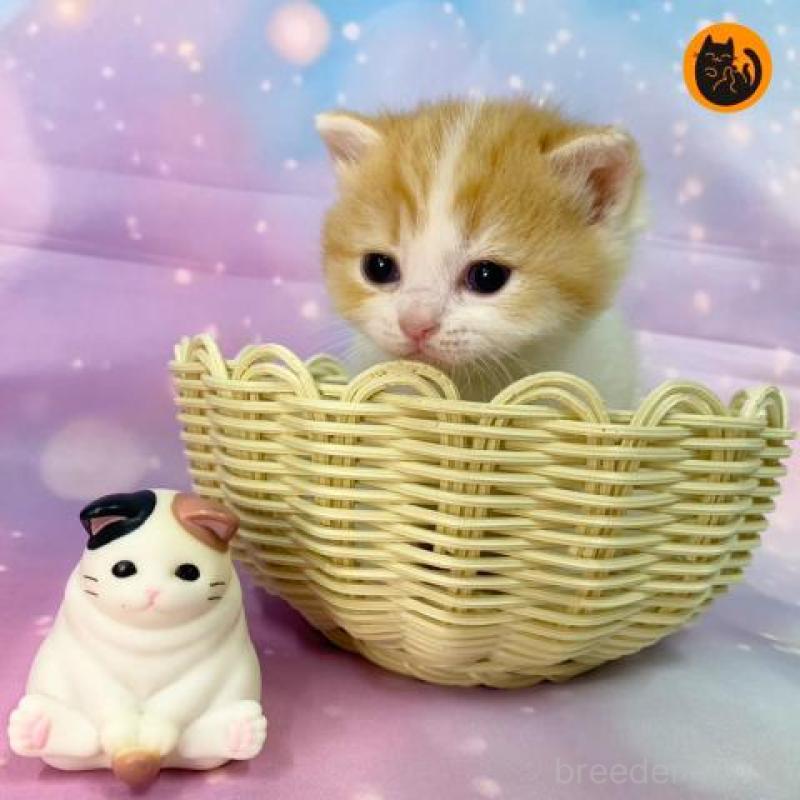 販売中の大阪府のスコティッシュフォールド-133606の1枚目