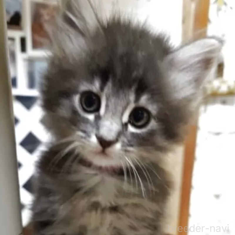 販売中の滋賀県のノルウェージャンフォレストキャット-133607の1枚目