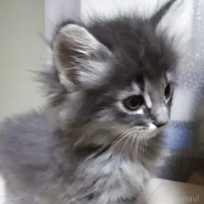 販売中の滋賀県のノルウェージャンフォレストキャット-133607の4枚目