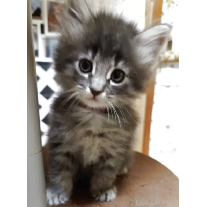 販売中の滋賀県のノルウェージャンフォレストキャット-133607の3枚目