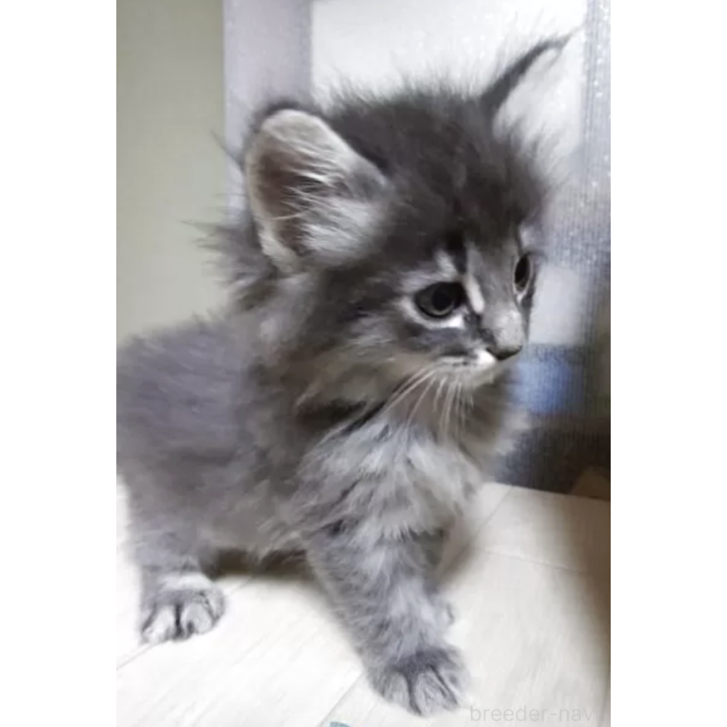 販売中の滋賀県のノルウェージャンフォレストキャット-133607の2枚目