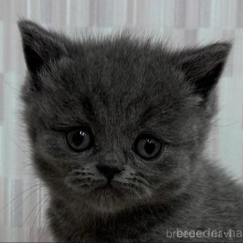 販売中の千葉県のブリティッシュショートヘア-133608