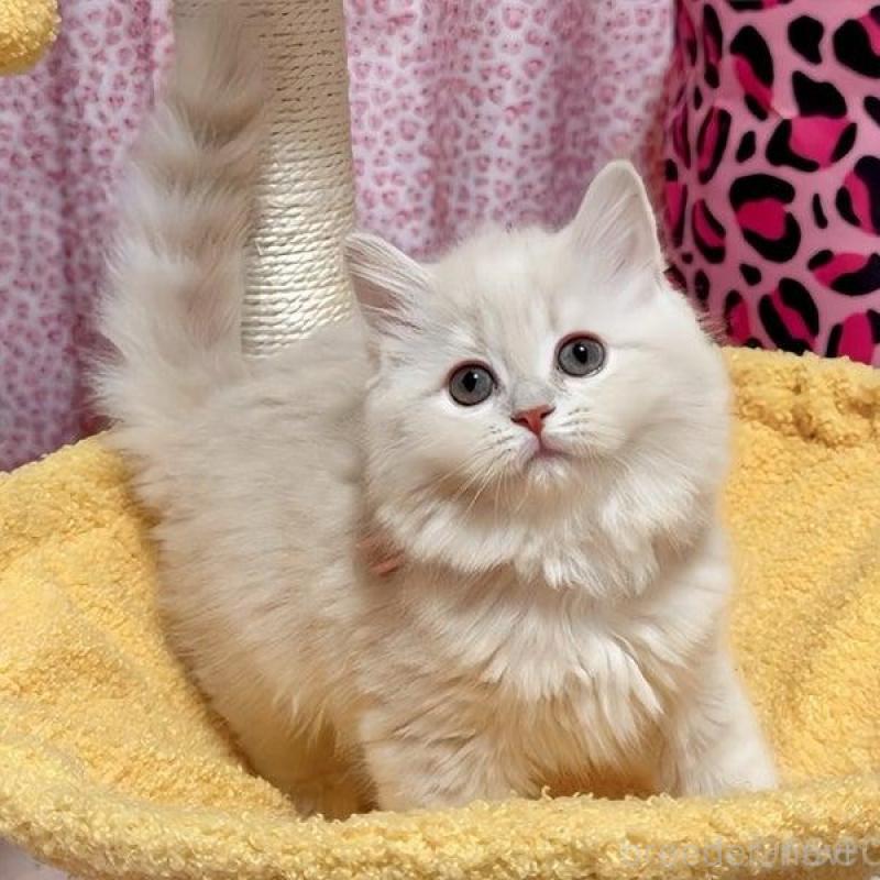 販売中の愛媛県のスコティッシュフォールド-133609