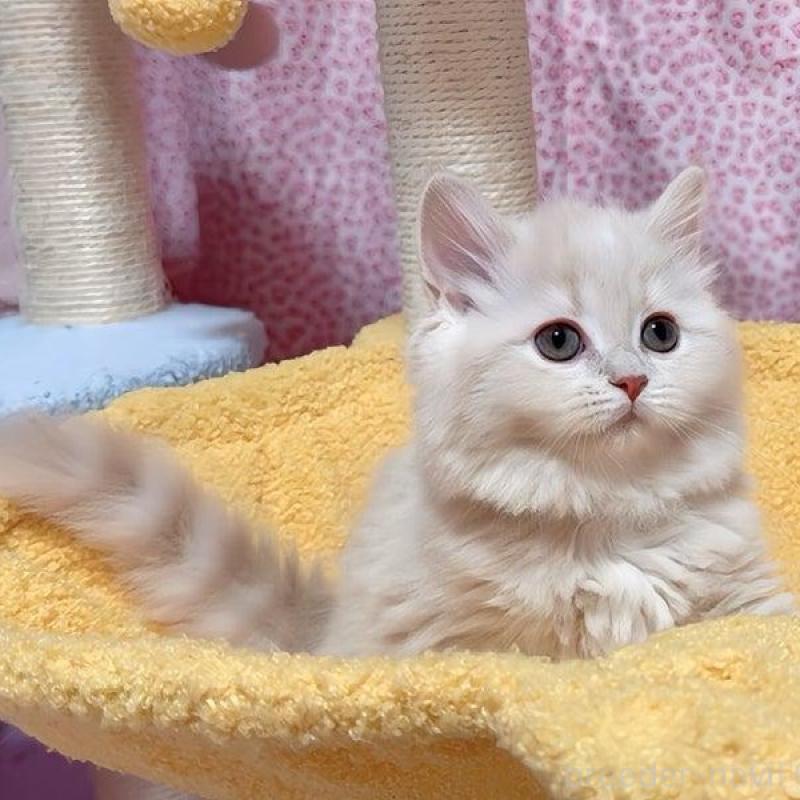 販売中の愛媛県のスコティッシュフォールド-133609の5枚目